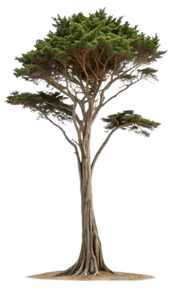 Imagen PNG para descargar